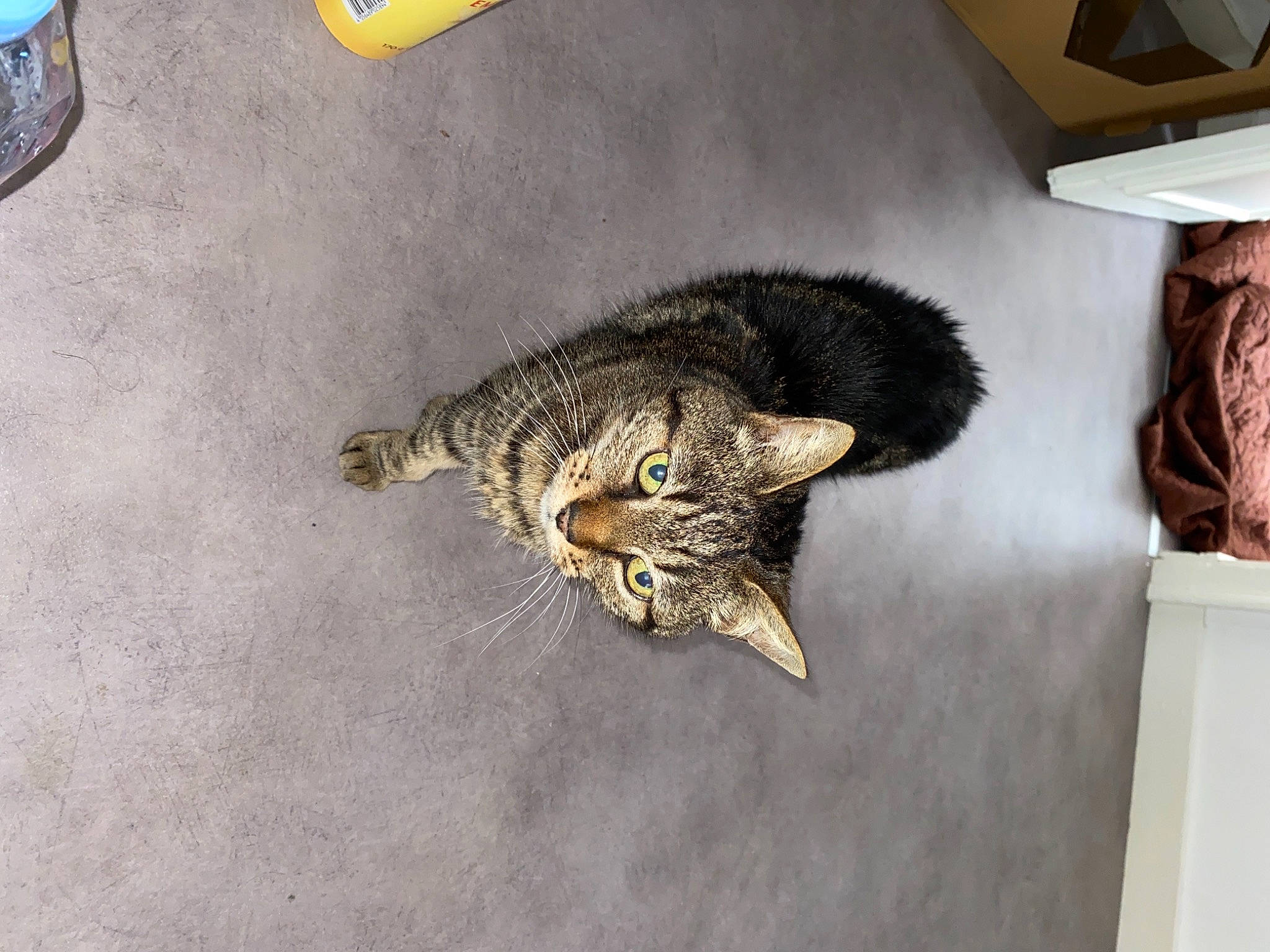 Gros Chat a rejoint le concours — aidez-le/la à gagner de superbes lots ! asphalt, carnivore, cat, claw, comfort, couch, domestic_short_haired_cat, felidae, floor, flooring, fur, paw, road_surface, room, small_to_medium_sized_cats, snout, tail, terrestrial_animal, whiskers, wood