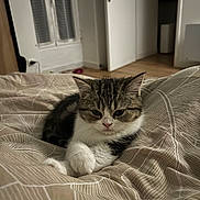 Nami a rejoint le concours — aidez-le/la à gagner de superbes lots ! kitten, cat, tabby, pet, sleepy, bedroom, blanket, fur, animal, cute, cozy, indoor, resting, soft_light, small_animal, whiskers, ears, paws, feline, domestic_cat