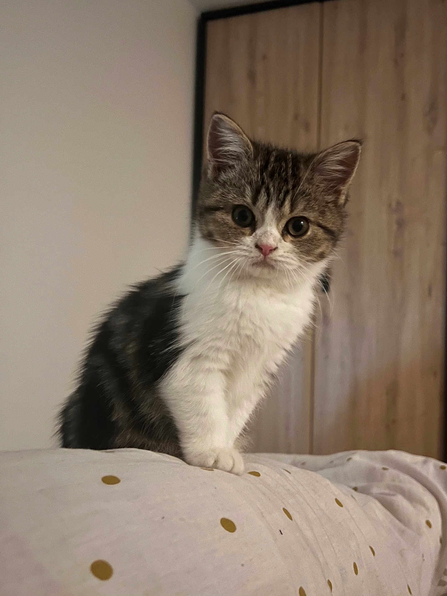 Nami participe au concours pour gagner de l'argent avec cette photo : kitten, cat, animal, pet, fur, whiskers, cute, curious, indoor, cozy, polka_dots, soft, paws, young, feline, portrait, looking, close_up, brown, white