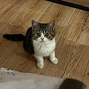 Nami participe au concours pour gagner de l'argent avec cette photo : adorable, animal, cat, curious, cute, domestic, ears, feline, flooring, fur, indoor, kitten, looking_up, pet, sitting, small, tail, whiskers, wood_floor, young