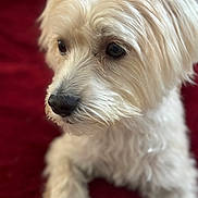 Mickey is registered to the contest to win money with this photo: animal, canine, cockerspaniel, dog, hound, pet, poodle, puppy, terrier, whitedog