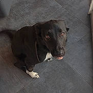 Taylee a rejoint le concours — aidez-le/la à gagner de superbes lots ! dog, black_dog, white_paws, floor, tile_floor, looking_up, pet, indoor, paw, tongue_out, slipper, home, floor_tile, domestic_animal, canine, cute, animal, pet_accessory, footwear, companion