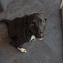 dog, black_dog, white_paws, floor, tile_floor, looking_up, pet, indoor, paw, tongue_out, slipper, home, floor_tile, domestic_animal, canine, cute, animal, pet_accessory, footwear, companion