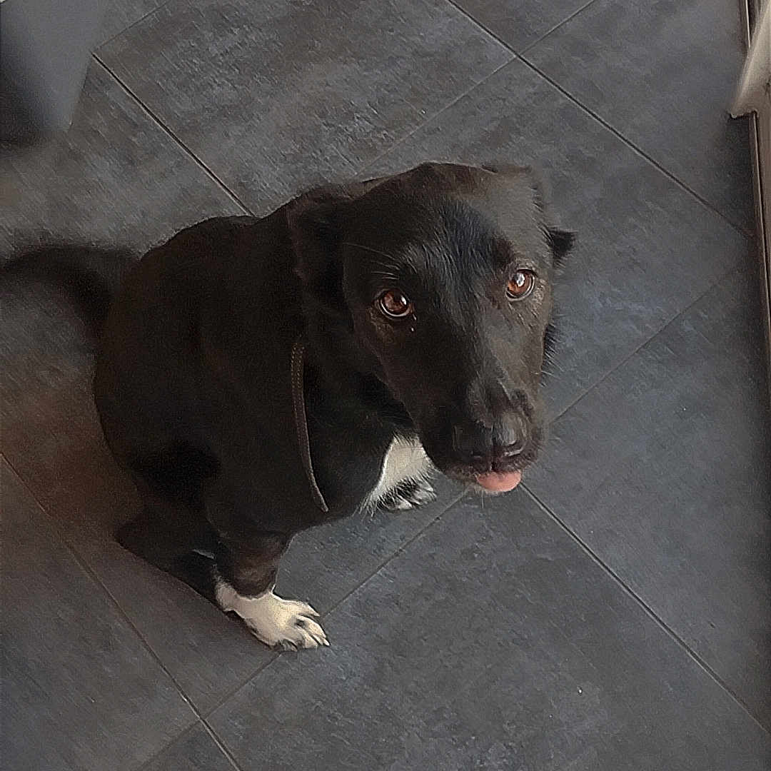 Taylee a rejoint le concours — aidez-le/la à gagner de superbes lots ! animal, black_dog, canine, companion, cute, dog, domestic_animal, floor, floor_tile, footwear, home, indoor, looking_up, paw, pet, pet_accessory, slipper, tile_floor, tongue_out, white_paws