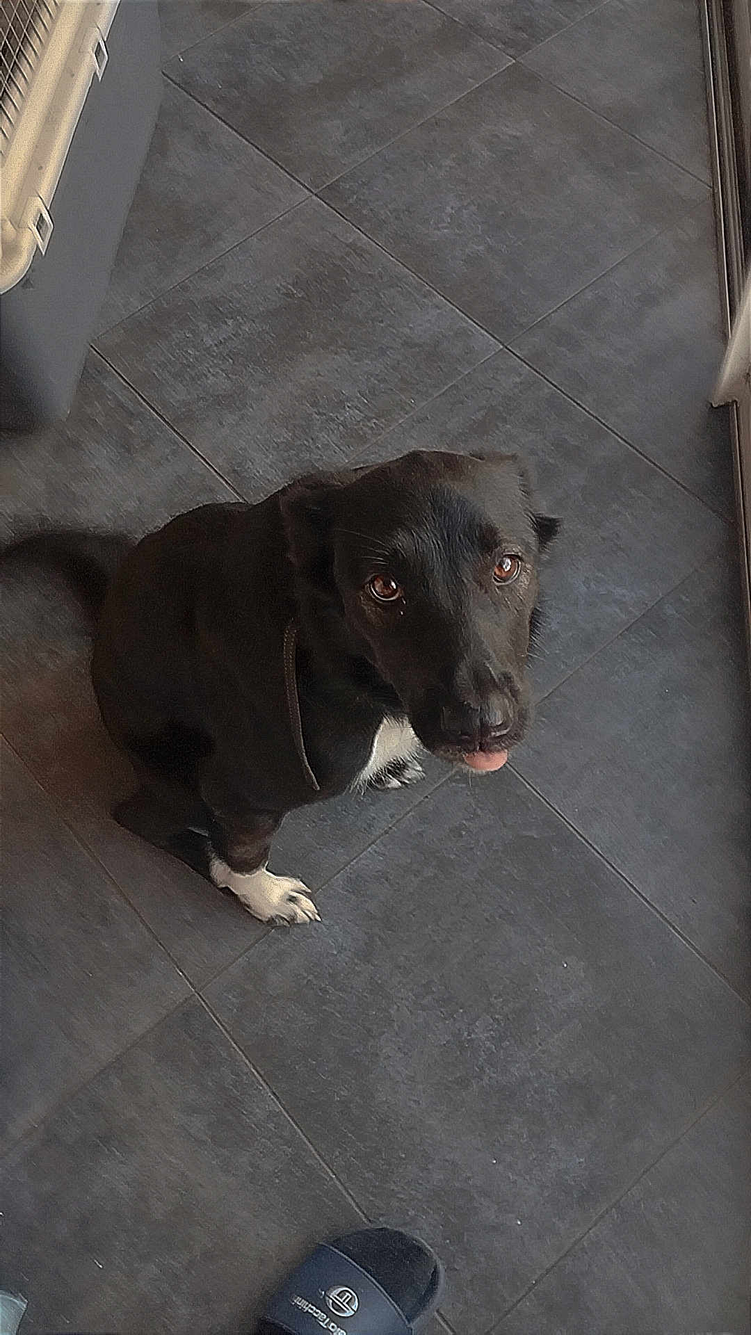 Taylee a rejoint le concours — aidez-le/la à gagner de superbes lots ! dog, black_dog, white_paws, floor, tile_floor, looking_up, pet, indoor, paw, tongue_out, slipper, home, floor_tile, domestic_animal, canine, cute, animal, pet_accessory, footwear, companion