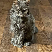 Zoe joined the competition — help win amazing prizes! cat, gray_cat, long_hair, scruffy, sitting, wooden_floor, indoor, pet, feline, whiskers, ears, fur, animal, domestic_animal, grumpy_look, one_eye_half_closed, close_up, floor_texture, shadow, natural_light