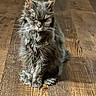 cat, gray_cat, long_hair, scruffy, sitting, wooden_floor, indoor, pet, feline, whiskers, ears, fur, animal, domestic_animal, grumpy_look, one_eye_half_closed, close_up, floor_texture, shadow, natural_light