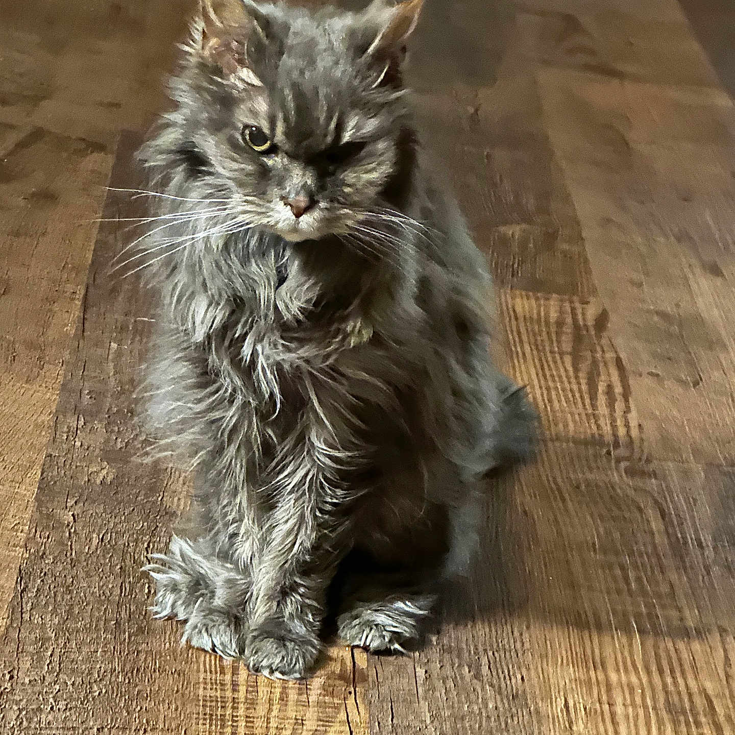 Zoe joined the competition — help win amazing prizes! cat, gray_cat, long_hair, scruffy, sitting, wooden_floor, indoor, pet, feline, whiskers, ears, fur, animal, domestic_animal, grumpy_look, one_eye_half_closed, close_up, floor_texture, shadow, natural_light