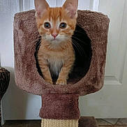 Jack is registered to the contest to win money with this photo: kitten, cat, cat_tree, orange_tabby, pet, indoor, cute, feline, animal, fur, whiskers, ears, eyes, paws, playful, cozy, cage, home, floor, door