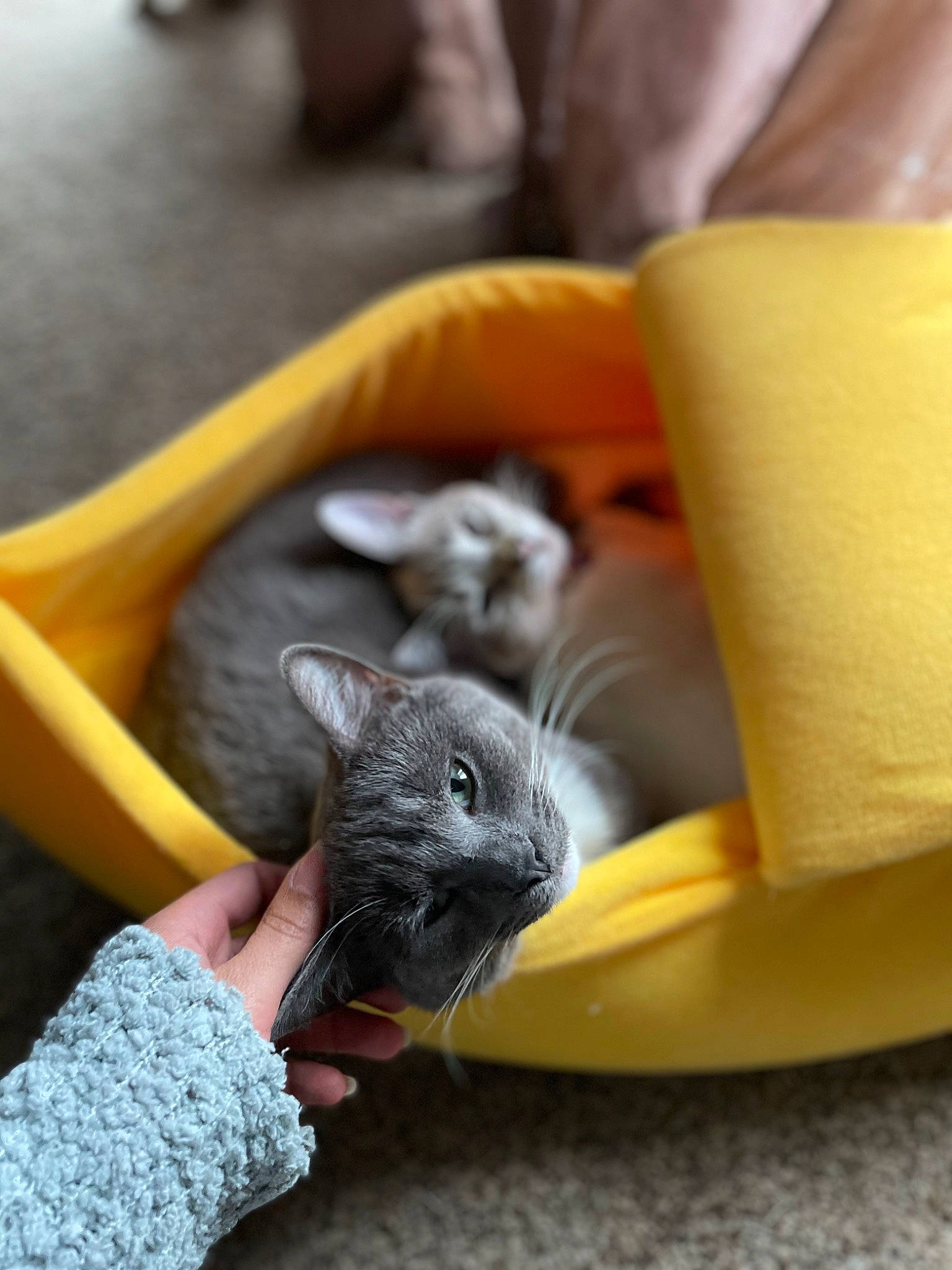 Kenny joined the competition — help win amazing prizes! carnivore, cat, cat_supply, chair, comfort, couch, domestic_short_haired_cat, fawn, felidae, flowerpot, fur, grey, russian_blue, small_to_medium_sized_cats, table, tail, vertebrate, whiskers, wood, wool