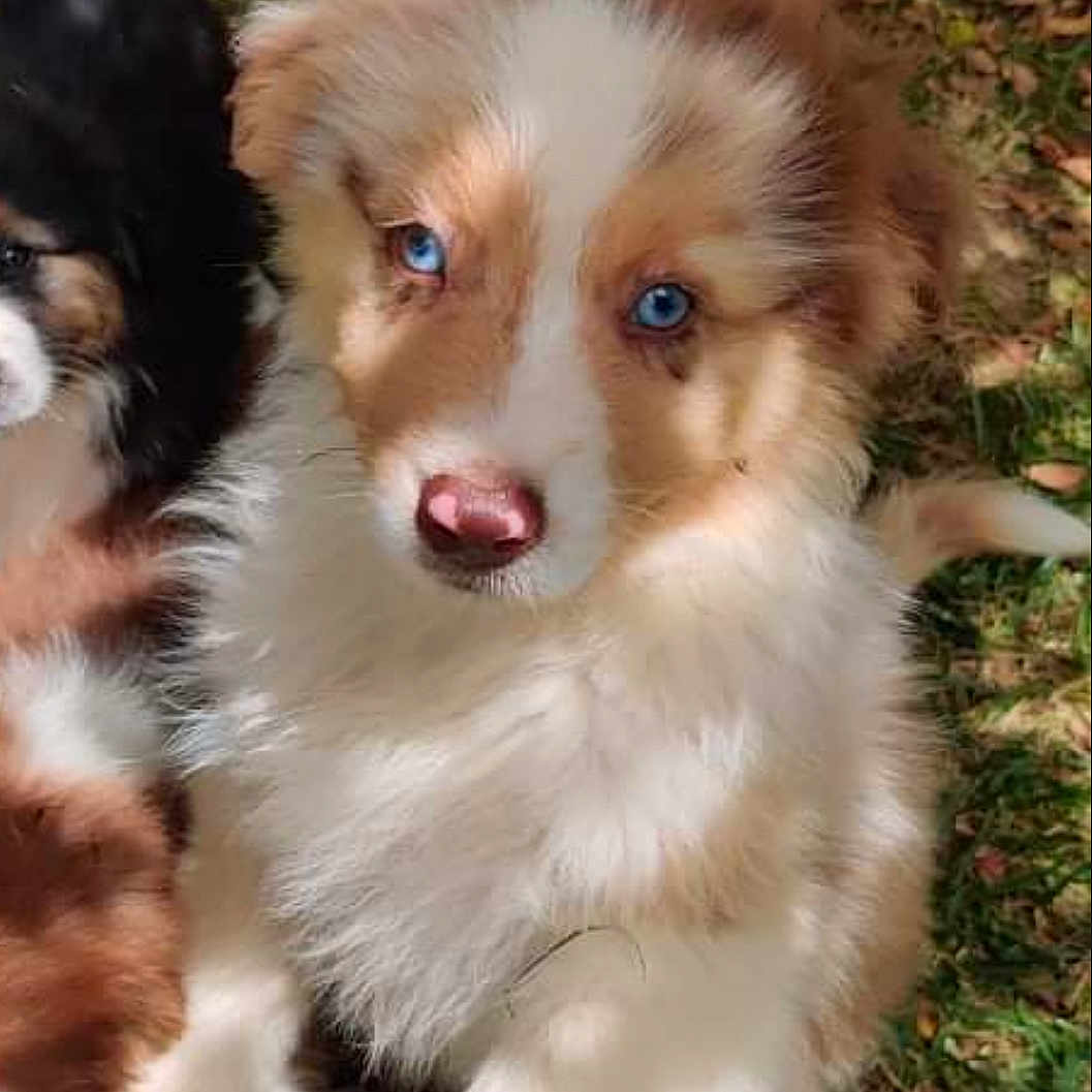 Sysley a rejoint le concours — aidez-le/la à gagner de superbes lots ! adorable, animal, blue_eyes, brown_and_white, canine, closeup, curious, cute, dog, fence, fluffy, grass, nature, outdoor, pet, playful, puppy, sunlight, two_dogs, young_animal
