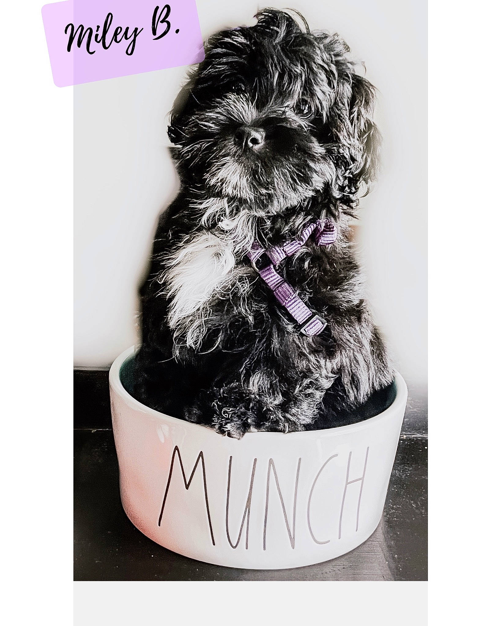Miley is registered to the contest to win money with this photo: canidae, carnivore, companion_dog, dog, dog_breed, dog_supply, fashion_accessory, font, fur, liver, monochrome_photography, non_sporting_group, pattern, pet_supply, snout, sporting_group, toy_dog, water_dog, working_animal, yorkipoo
