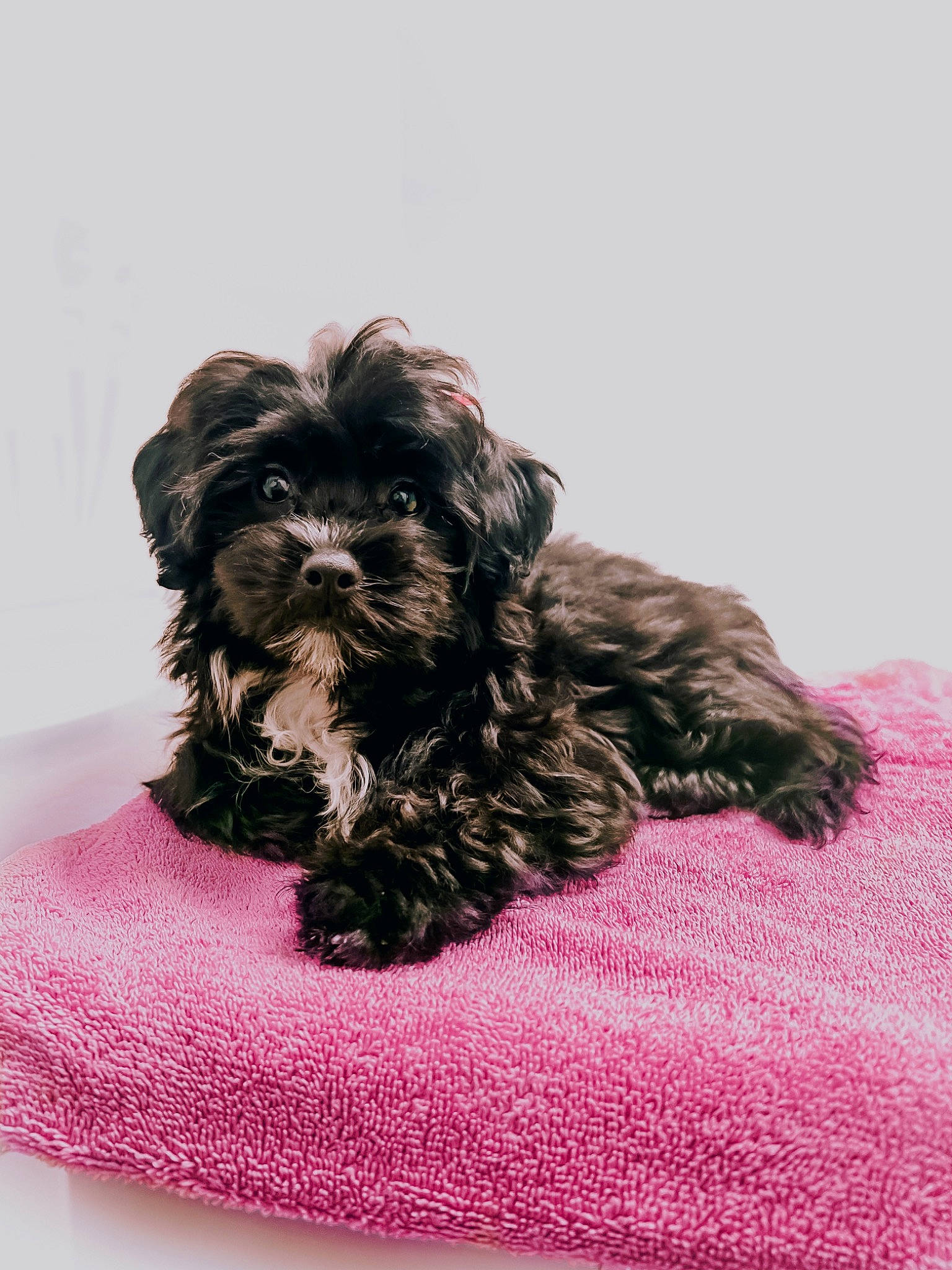 Miley joined the competition — help win amazing prizes! canidae, carnivore, companion_dog, dog, dog_breed, dog_collar, dog_supply, fur, liver, magenta, maltepoo, pet_supply, poodle, small_terrier, snout, sporting_group, terrier, toy_dog, water_dog, working_animal