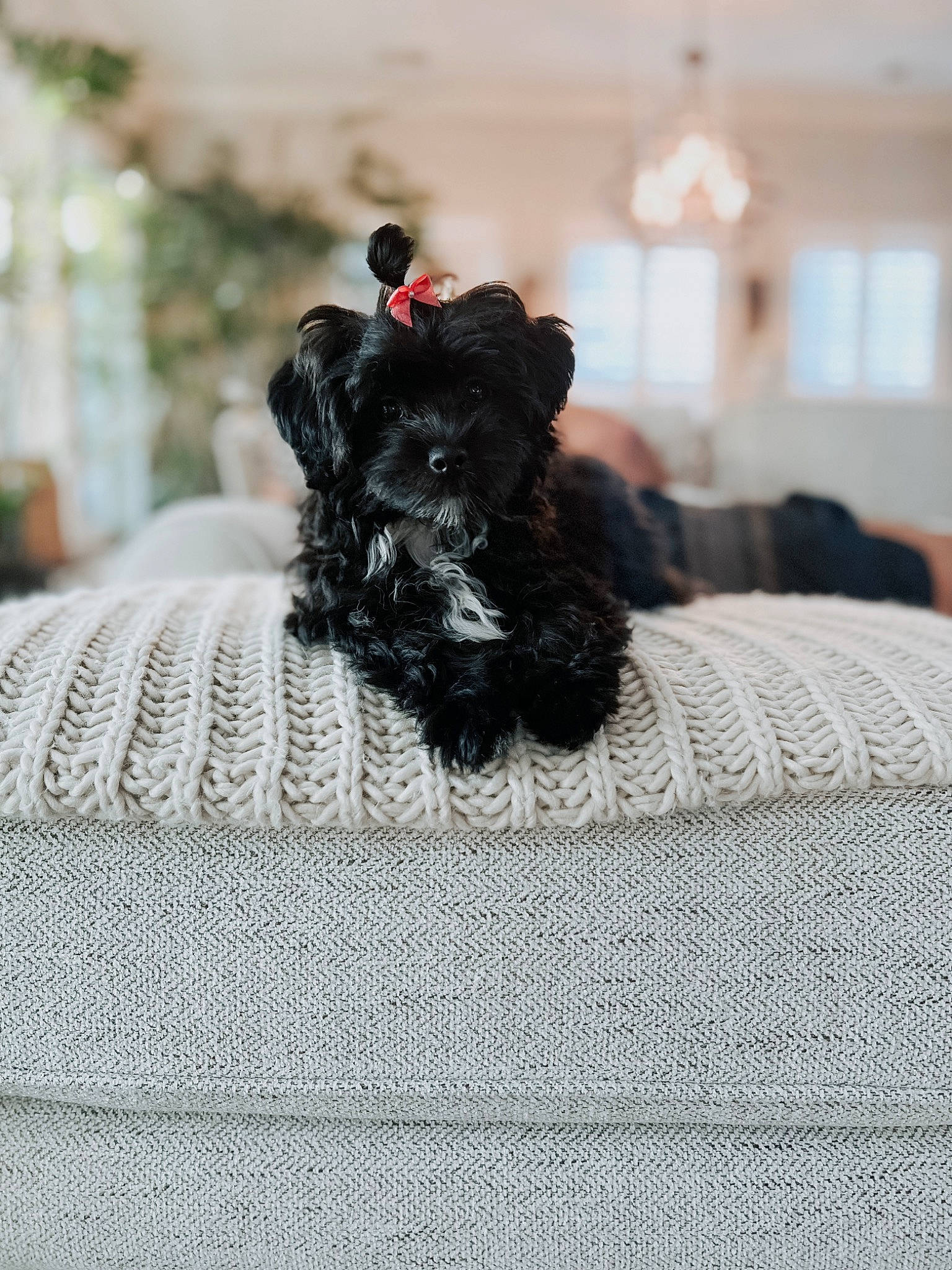 Miley joined the competition — help win amazing prizes! bed, bed_sheet, bedding, bedroom, carnivore, comfort, companion_dog, dog, dog_breed, dog_supply, fur, grey, linens, pattern, pillow, sporting_group, terrier, toy_dog, window, working_animal