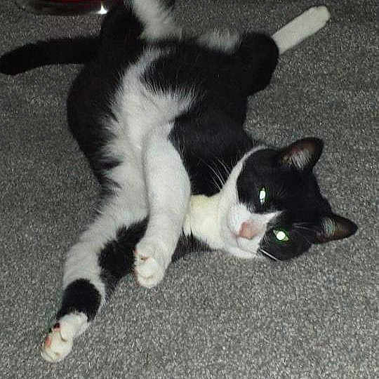 Jeremy joined the competition — help win amazing prizes! aegean_cat, carnivoran, cat, cat_like_mammal, dog_breed_group, domestic_short_haired_cat, european_shorthair, fur, kitten, paw, small_to_medium_sized_cats, tail, whiskers