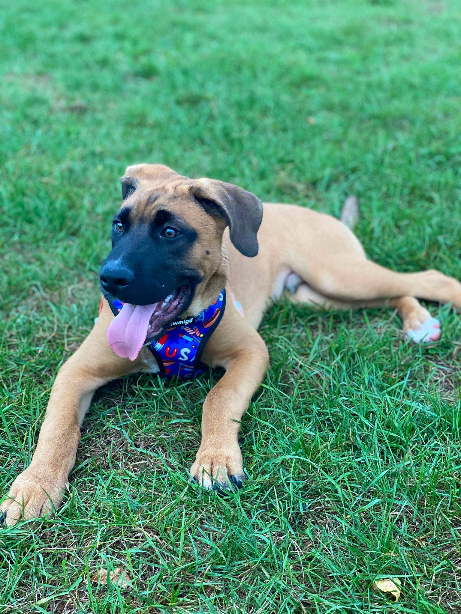 Cooper joined the competition — help win amazing prizes! canidae, carnivore, companion_dog, dog, dog_breed, fawn, grass, grassland, groundcover, guard_dog, hunting_dog, non_sporting_group, plant, puppy, snout, sporting_group, tail, terrestrial_animal, working_animal, working_dog