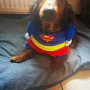 Lola participe au concours pour gagner de l'argent avec cette photo : adorable, animal, brown_dog, canine, companion, costume, costumed_pet, cute_pet, dog, domestic, floor_tiles, fur, indoor, looking_up, pet_bed, portrait, relaxed, small_dog, superhero, superman_costume
