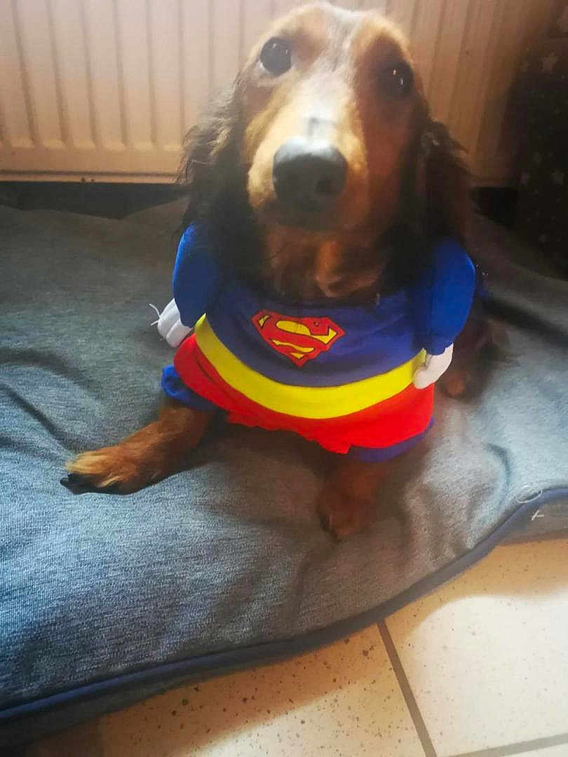 Lola participe au concours pour gagner de l'argent avec cette photo : adorable, animal, brown_dog, canine, companion, costume, costumed_pet, cute_pet, dog, domestic, floor_tiles, fur, indoor, looking_up, pet_bed, portrait, relaxed, small_dog, superhero, superman_costume