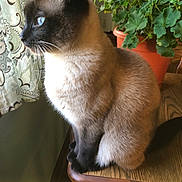 Louisa Mae Allcat joined the competition — help win amazing prizes! cat, siamese_cat, indoor, table, wood, plant, potted_plant, green, curtain, window, animal, pet, feline, fur, whiskers, sitting, side_view, looking_out, domestic, cozy