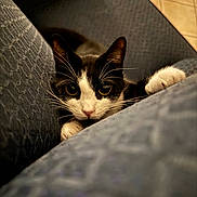 Daisy is registered to the contest to win money with this photo: animal, black_and_white, cat, close_up, cozy, curious, cushion, feline, focus, home, indoor, looking, paw, pet, playful, resting, soft, texture, whiskers, wide_eyes