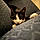 Ringo