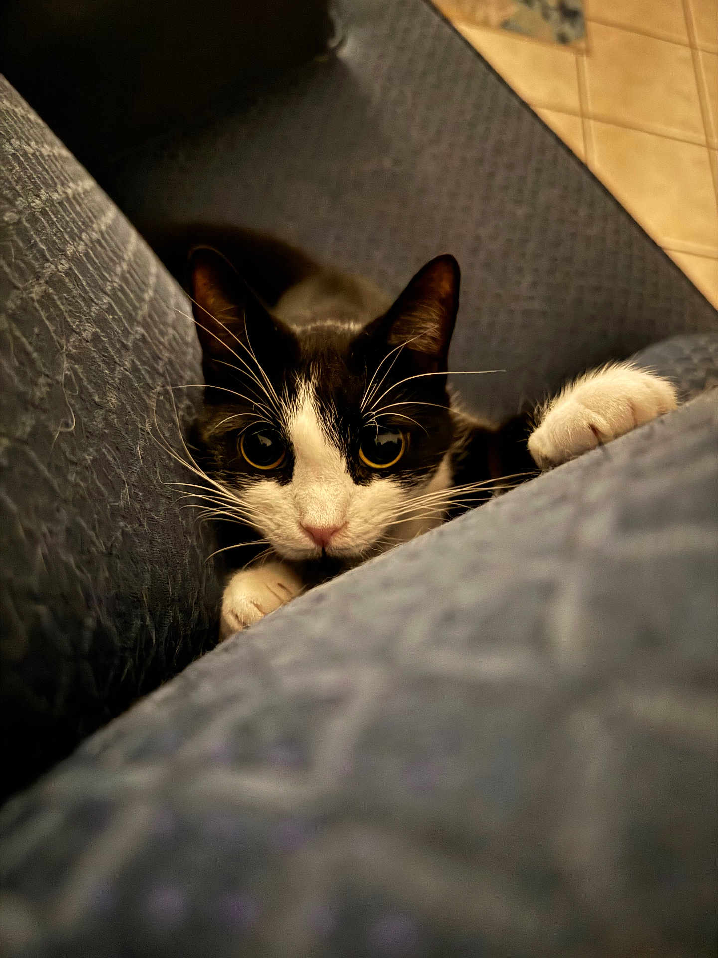 Ringo