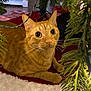 cat, orange_tabby, christmas_tree, tree_skirt, greenery, indoor, holiday, curious, pet, animal, feline, whiskers, ears, floor, decor, closeup, festive, cozy, cute, domestic