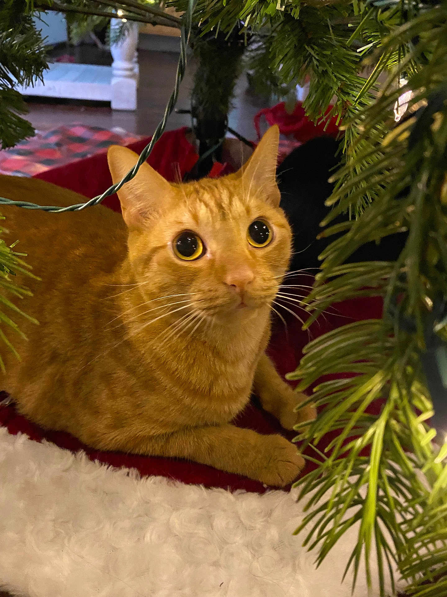 Mickey joined the competition — help win amazing prizes! cat, orange_tabby, christmas_tree, tree_skirt, greenery, indoor, holiday, curious, pet, animal, feline, whiskers, ears, floor, decor, closeup, festive, cozy, cute, domestic