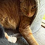 Mickey is registered to the contest to win money with this photo: cat, orange_tabby, feline, pet, indoor, resting, relaxed, fur, whiskers, window, natural_light, cat_tree, cozy, closeup, animal, cute, paws, ears, face, home