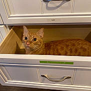 Mickey joined the competition — help win amazing prizes! cat, orange_tabby, drawer, furniture, indoor, pet, curious, wooden_floor, cabinet, handle, eyes, ears, fur, domestic_cat, home, resting, looking_up, wide_eyes, cozy, storage