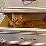 cat, orange_tabby, drawer, furniture, indoor, pet, curious, wooden_floor, cabinet, handle, eyes, ears, fur, domestic_cat, home, resting, looking_up, wide_eyes, cozy, storage