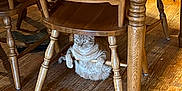 Mickey joined the competition — help win amazing prizes! cat, wooden_chair, wooden_floor, furniture, indoor, pet, animal, sitting, paws, gripping, home, cozy, brown, tabby_cat, flooring, legs, chair_legs, relaxed, domestic_cat, cute