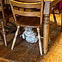 cat, wooden_chair, wooden_floor, furniture, indoor, pet, animal, sitting, paws, gripping, home, cozy, brown, tabby_cat, flooring, legs, chair_legs, relaxed, domestic_cat, cute