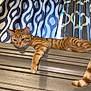 Mickey is registered to the contest to win money with this photo: cat, orange_tabby, doorframe, curtain, indoor, relaxed, pet, animal, feline, striped, paw, tail, window, fabric, home, resting, wood, domestic, lazy, cute