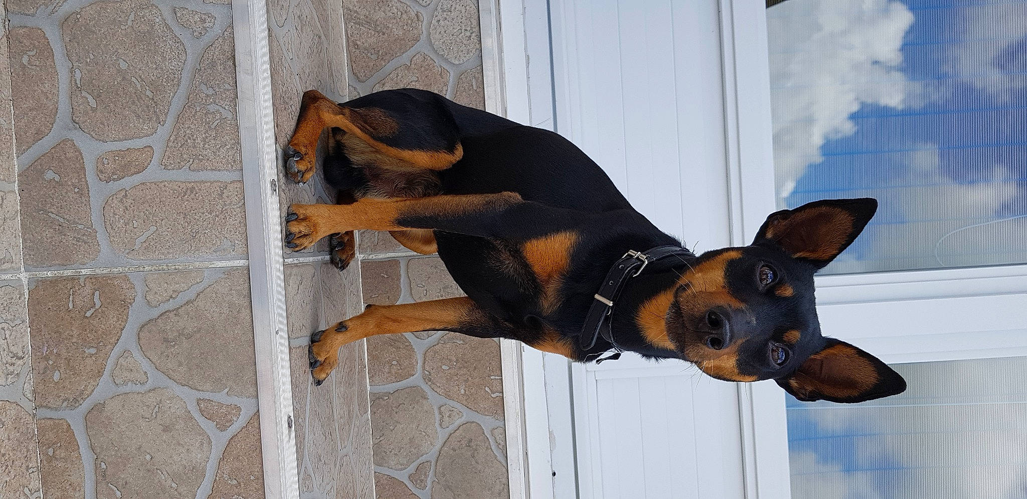 Filou participe au concours pour gagner de l'argent avec cette photo : black_and_tan_terrier, canidae, carnivore, dog, dog_breed, ear, fawn, german_pinscher, guard_dog, mammal, manchester_terrier, miniature_pinscher, pinscher, prazsky_krysarik, snout, sporting_group, toy_dog, toy_manchester_terrier, transylvanian_hound, vertebrate