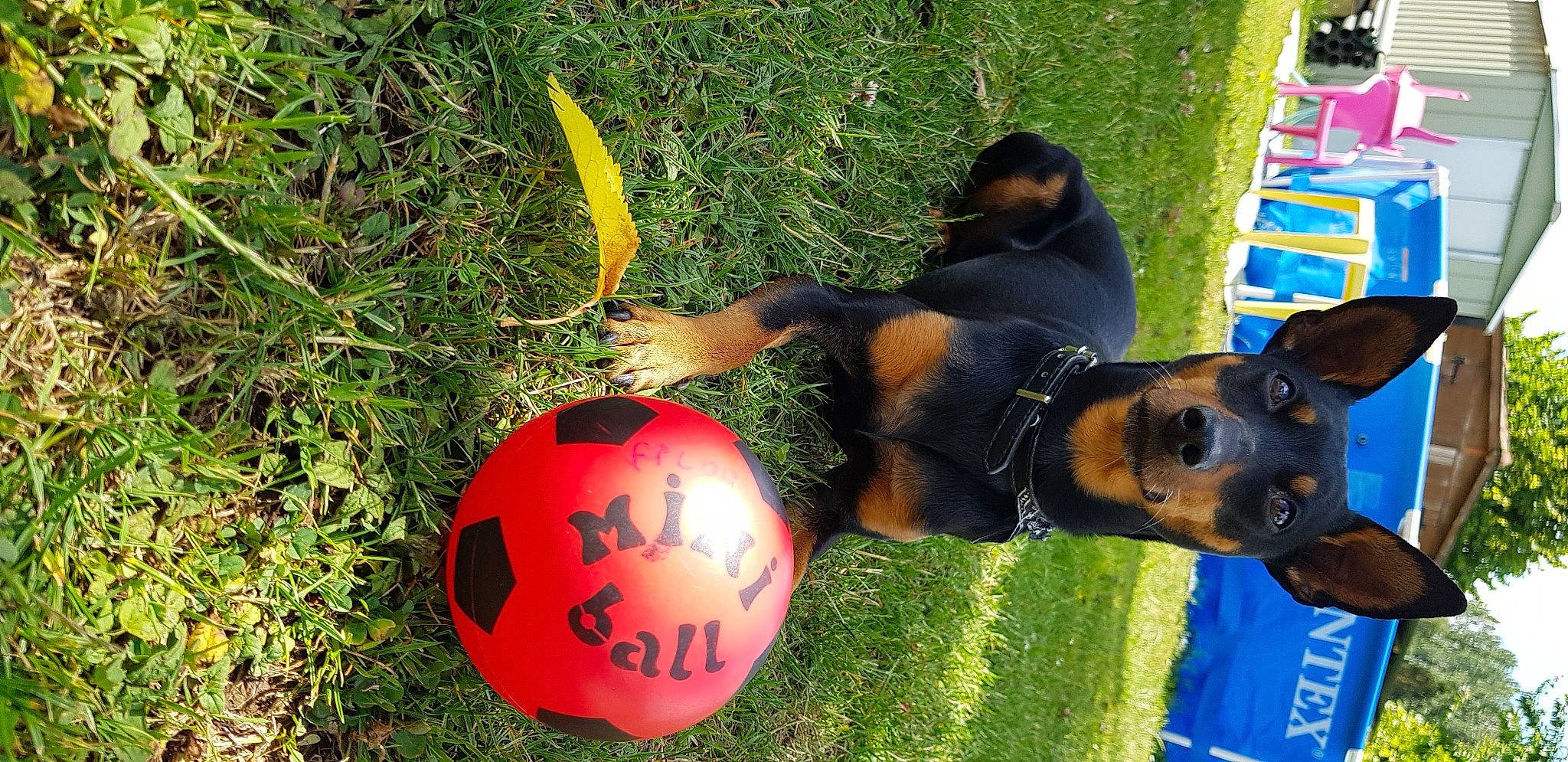 Filou a rejoint le concours — aidez-le/la à gagner de superbes lots ! ball, canidae, carnivore, dog, dog_breed, german_pinscher, grass, guard_dog, miniature_pinscher, pinscher, puppy, rottweiler