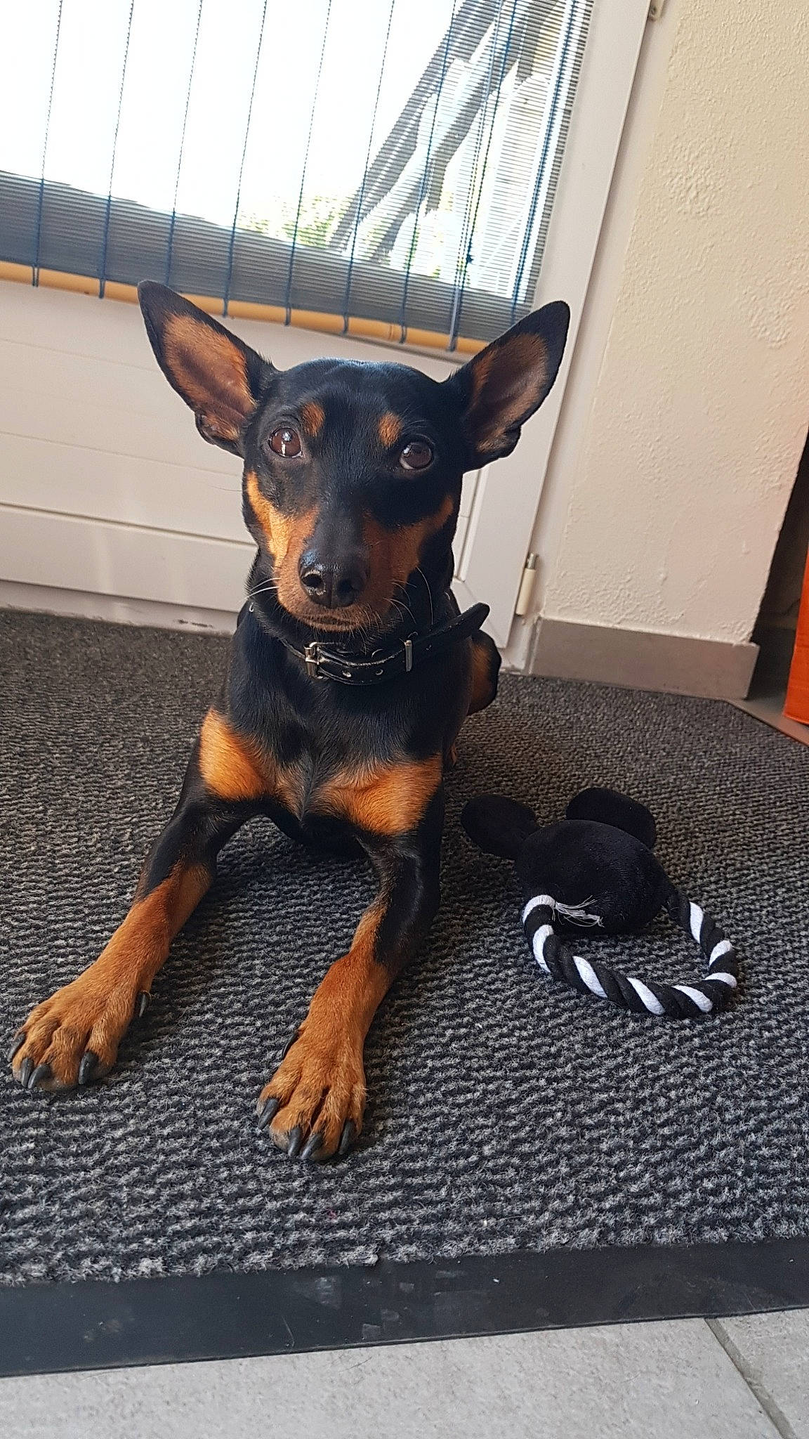 Filou a rejoint le concours — aidez-le/la à gagner de superbes lots ! black_and_tan_terrier, canidae, carnivore, dog, dog_breed, english_toy_terrier, fawn, german_pinscher, guard_dog, mammal, manchester_terrier, miniature_pinscher, non_sporting_group, pinscher, prazsky_krysarik, puppy, snout, toy_dog, toy_manchester_terrier, vertebrate