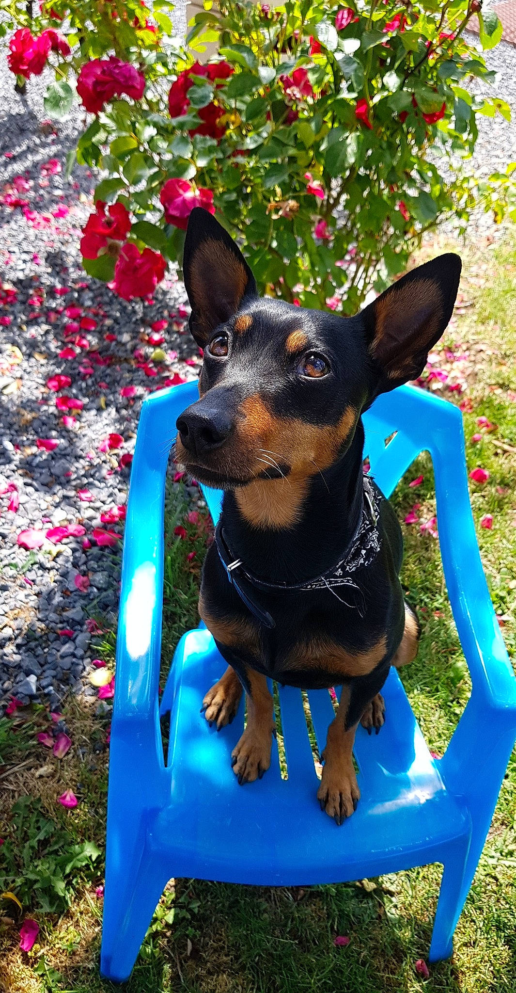 Filou