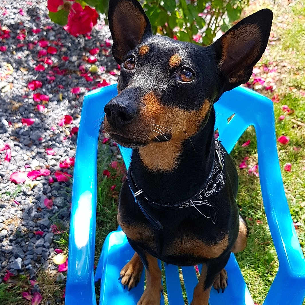 Filou