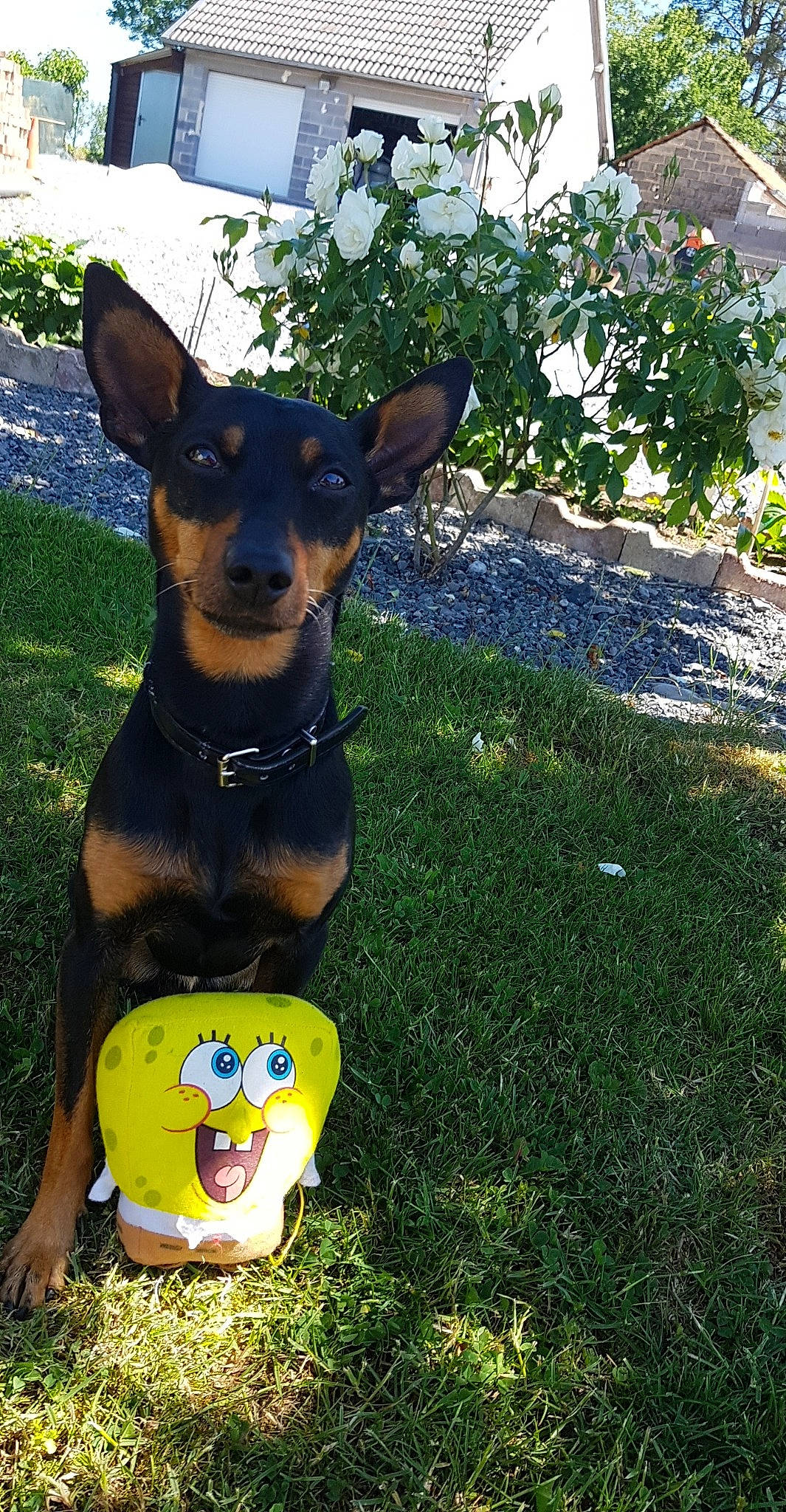 Filou participe au concours pour gagner de l'argent avec cette photo : black_and_tan_terrier, canidae, carnivore, dog, dog_breed, english_toy_terrier, german_pinscher, guard_dog, lancashire_heeler, mammal, manchester_terrier, miniature_pinscher, pinscher, prazsky_krysarik, russkiy_toy, toy_dog, toy_manchester_terrier, vertebrate