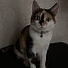 cat, calico_cat, pet, animal, indoor, feline, curious, sitting, collar, bell, whiskers, ears, fur, cute, alert, domestic_animal, mammal, table, shoes, footwear
