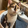 cat, kitten, calico, pet, animal, feline, basin, sink, bathroom, curious, collar, domestic, fur, whiskers, ears, eyes, indoor, wooden_surface, towel, clean