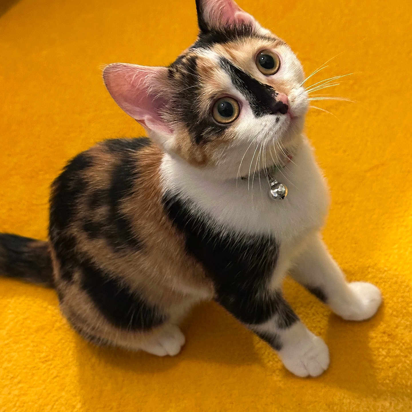 Yummy a rejoint le concours — aidez-le/la à gagner de superbes lots ! cat, kitten, calico, pet, animal, feline, collar, bell, whiskers, yellow_blanket, cute, small, playful, indoor, fur, ears, paws, looking_up, young, domestic_animal