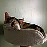 Yummy a rejoint le concours — aidez-le/la à gagner de superbes lots ! cat, calico, sleeping, nap, cat_bed, feline, indoor, pet, cozy, resting, paw, fur, animal, cute, quiet, peaceful, domestic_cat, soft, elevated, relaxation
