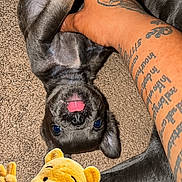 Rubi is registered to the contest to win money with this photo: animal, brown, carpet, cute, dog, domestic_animal, furry, hand, indoor, pet, petting, playing, plush, puppy, relaxed, stuffed_animal, tattoo, tongue_out, toy, winnie_the_pooh