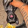 animal, brown, carpet, cute, dog, domestic_animal, furry, hand, indoor, pet, petting, playing, plush, puppy, relaxed, stuffed_animal, tattoo, tongue_out, toy, winnie_the_pooh