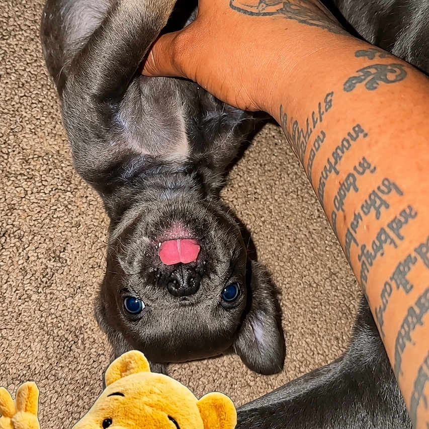 Rubi