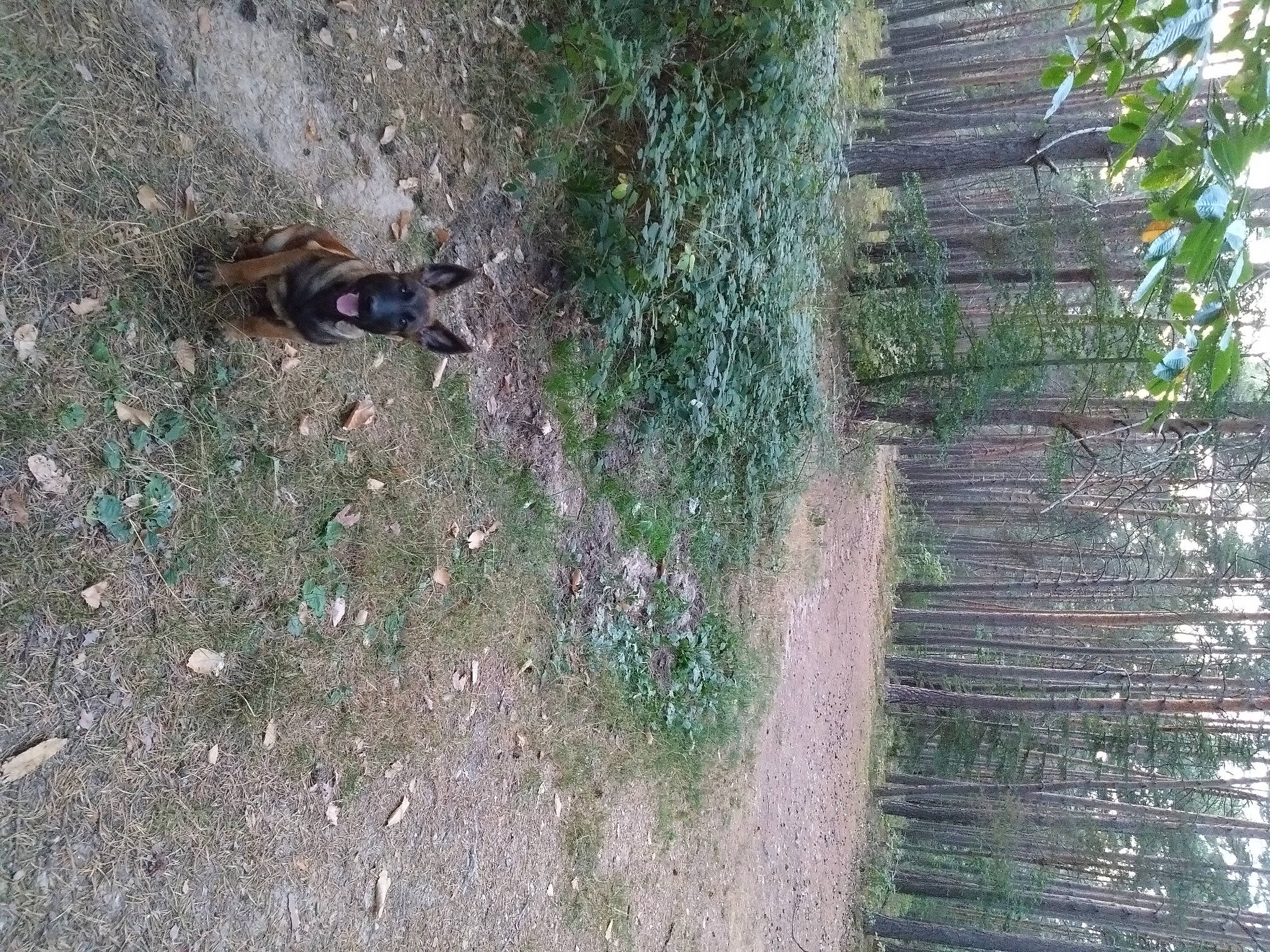 Ural participe au concours pour gagner de l'argent avec cette photo : carnivore, cat, foot, forest, grass, groundcover, landscape, plant, shadow, shrub, soil, tail, terrestrial_animal, tree, trunk, wildlife, wood, woodland