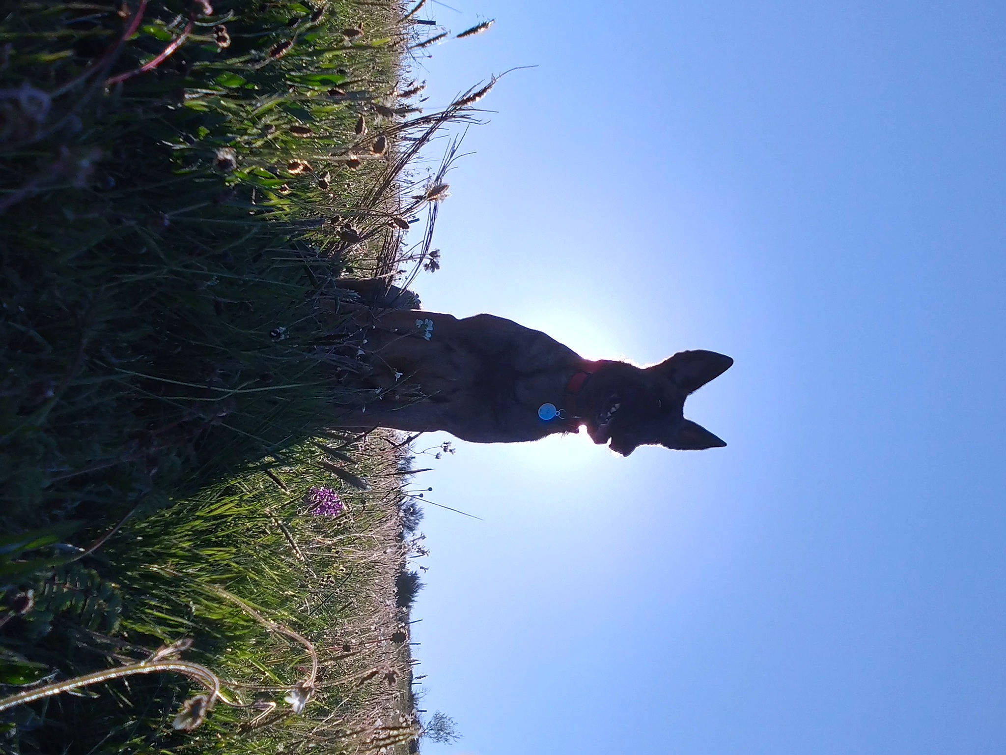 Ural participe au concours pour gagner de l'argent avec cette photo : backlighting, electric_blue, evening, grass, landscape, natural_landscape, plant, plant_stem, reflection, rock, shadow, shrub, sky, terrestrial_plant, tints_and_shades, tree, trunk, twig, water, wood