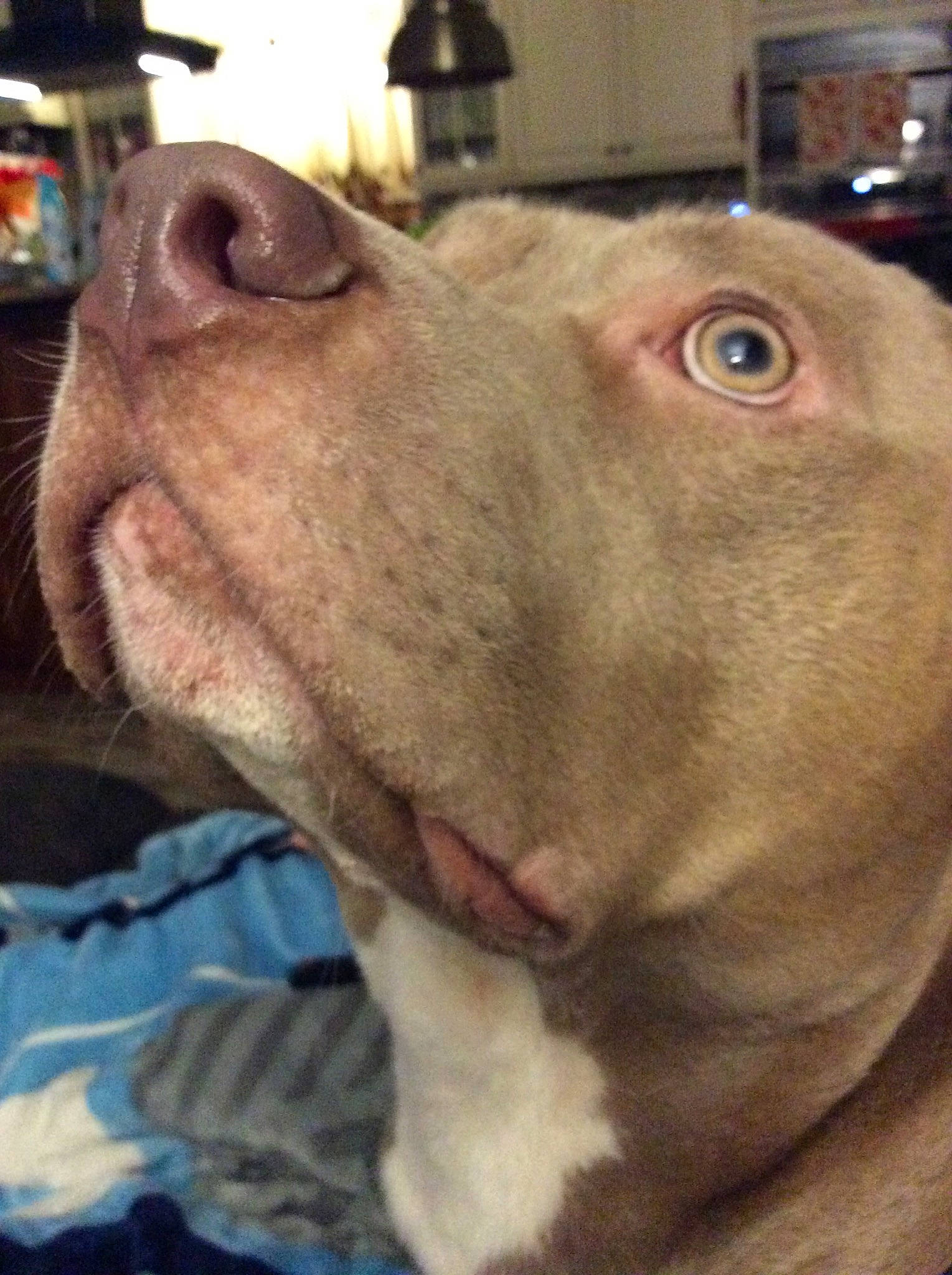 Will joined the competition — help win amazing prizes! canidae, carnivore, collar, companion_dog, dog, dog_breed, dog_collar, ear, fawn, fur, jaw, liver, non_sporting_group, pet_supply, pleased, selfie, snout, sporting_group, whiskers, working_animal